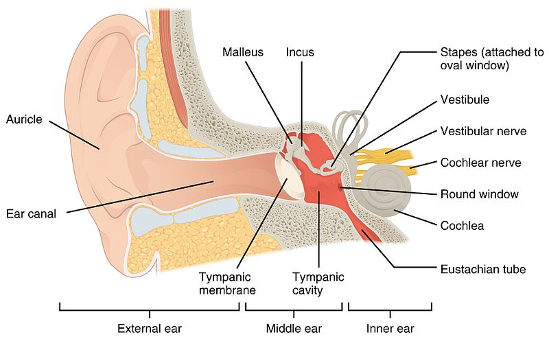 The Structure Of Ear